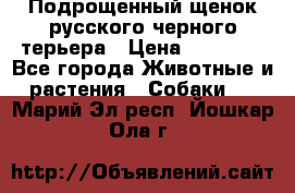 Подрощенный щенок русского черного терьера › Цена ­ 35 000 - Все города Животные и растения » Собаки   . Марий Эл респ.,Йошкар-Ола г.